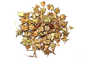 tribulus terrestris